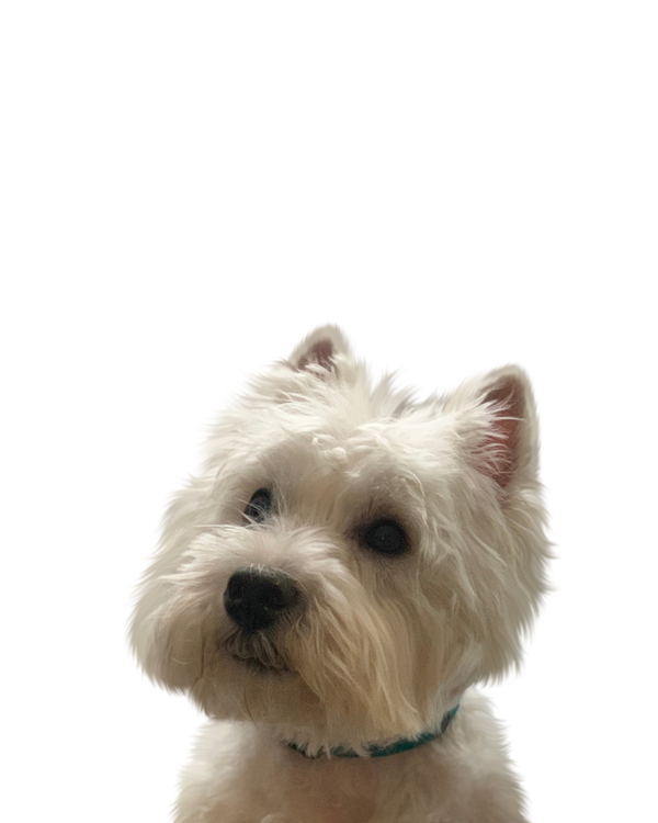 Westie portrait in Color style &mdash; custom pet portrait
