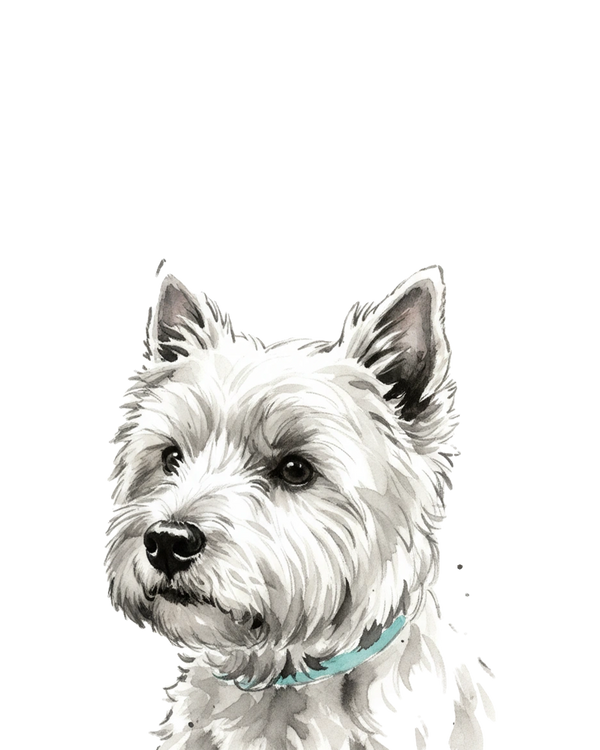 Westie portrait in Ink Wash style &mdash; custom pet portrait
