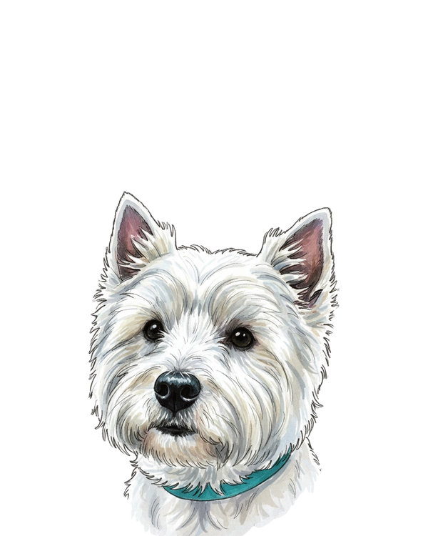 Westie portrait in Marker style &mdash; custom pet portrait