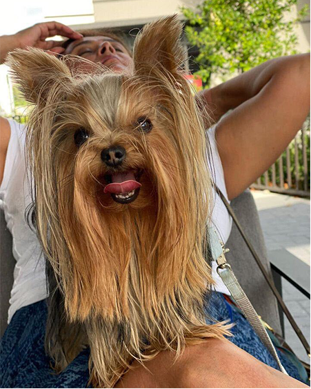 Original pet photo