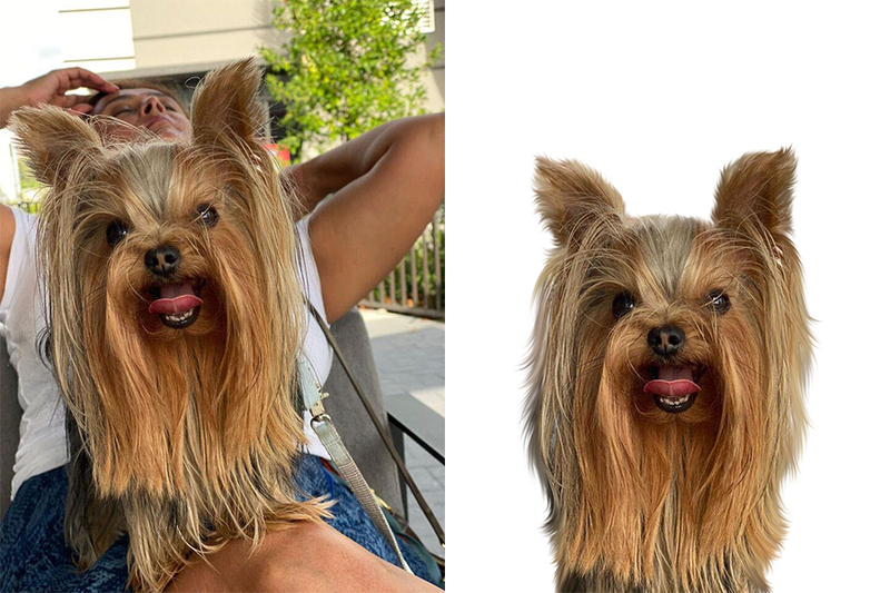 Custom Yorkie portrait from photo - Yorkshire Terrier