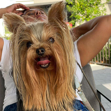 Yorkie