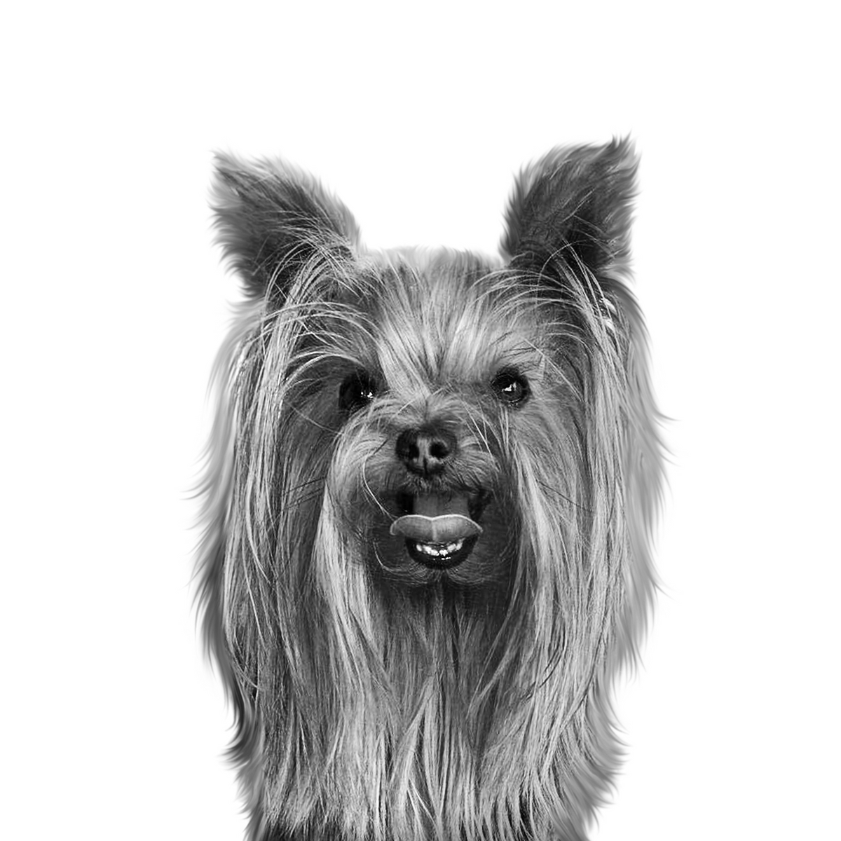 Custom Yorkie portrait from photo - Yorkshire Terrier
