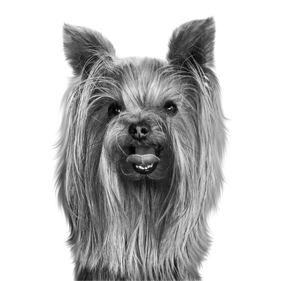 Custom Yorkie portrait