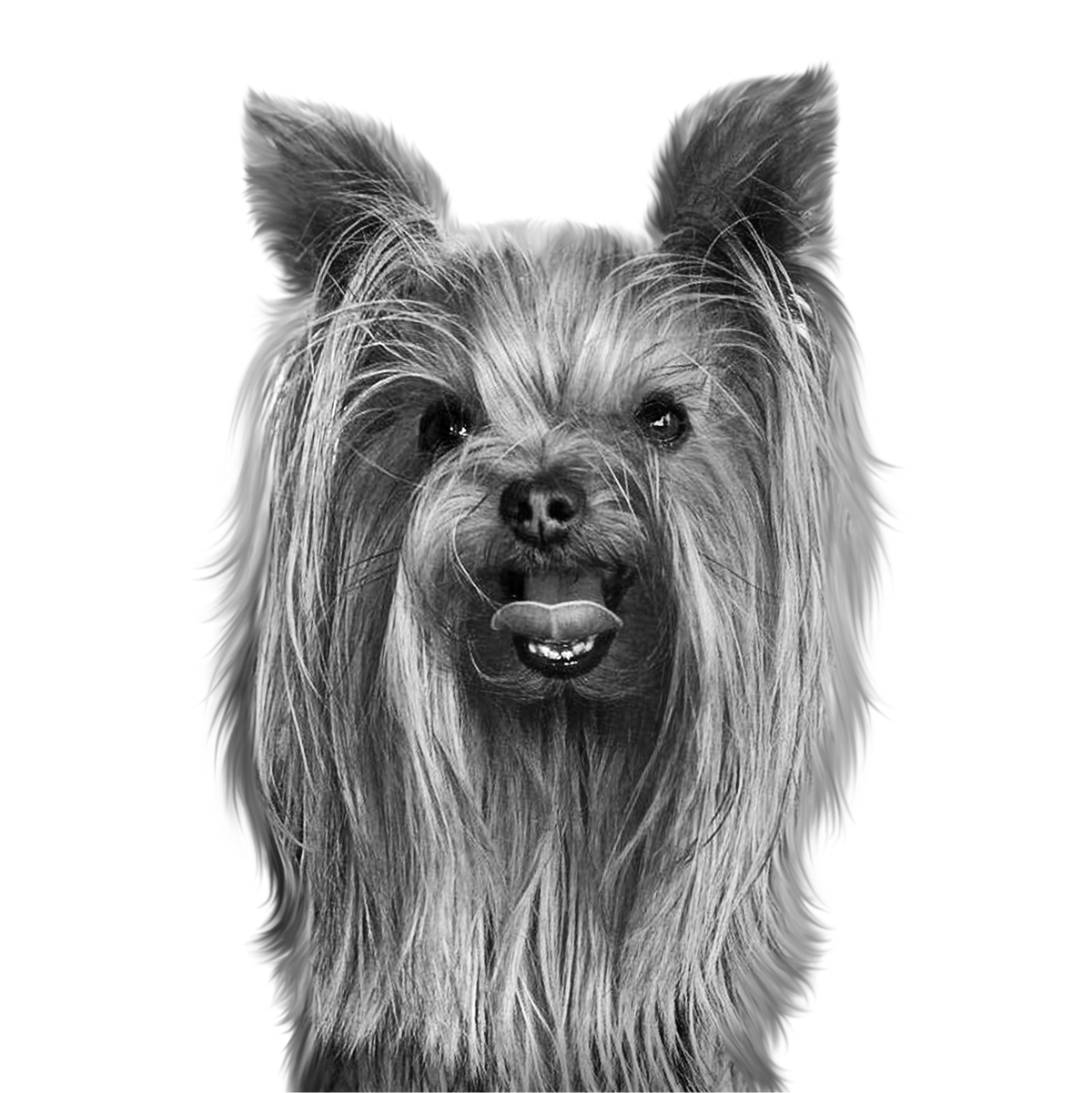 Yorkie portrait in Black & White