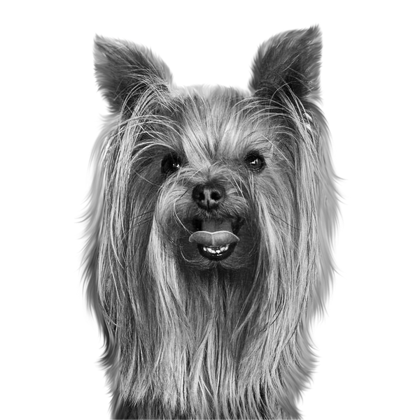 Yorkie portrait in Black & White style &mdash; custom pet portrait