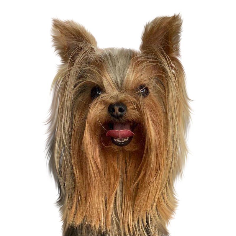 Custom Yorkie portrait from photo - Yorkshire Terrier